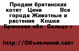 Продам британских котят › Цена ­ 500 - Все города Животные и растения » Кошки   . Брянская обл.,Сельцо г.